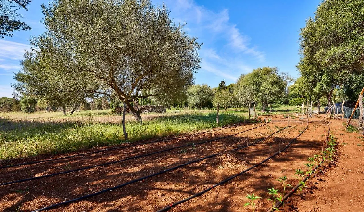 Villa Drimia Can Picafort  Spanje